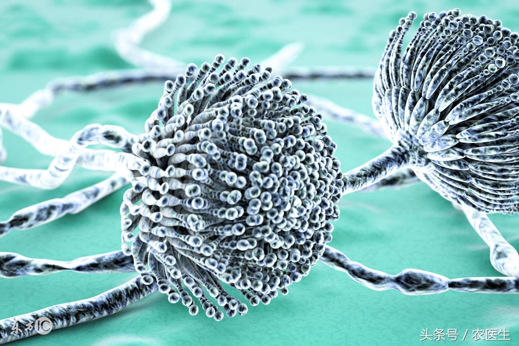 香菇种植有哪些病虫害,香菇的种植技术和病虫害