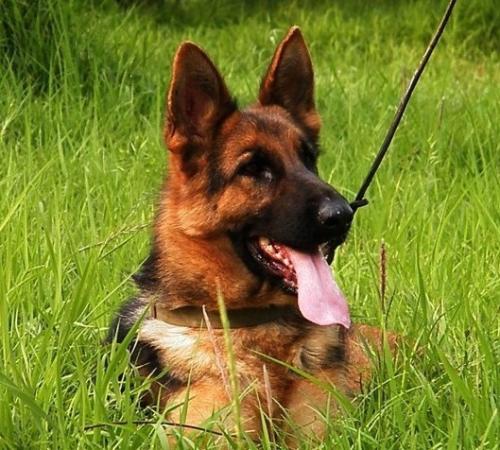 属狗足球球星,属狗的足球球星