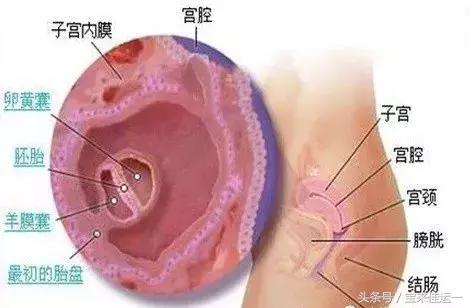 子宫内膜c型影响试管吗,子宫环境好胚胎差