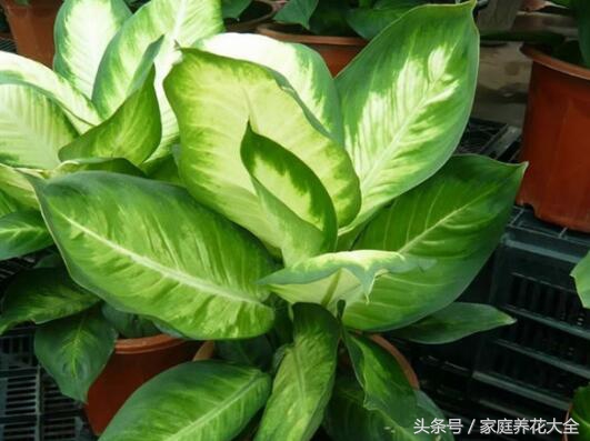 冬季大绿萝快死了如何补救,绿萝冻死死了要怎么救活