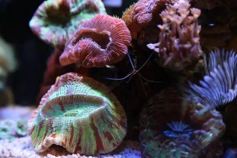 给我一个小缸，我要塞满整片海洋~