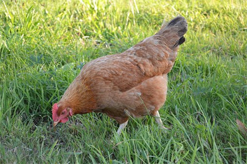 养蛋鸡赚钱吗现在还有前景吗,散养蛋鸡一年可以赚多少钱