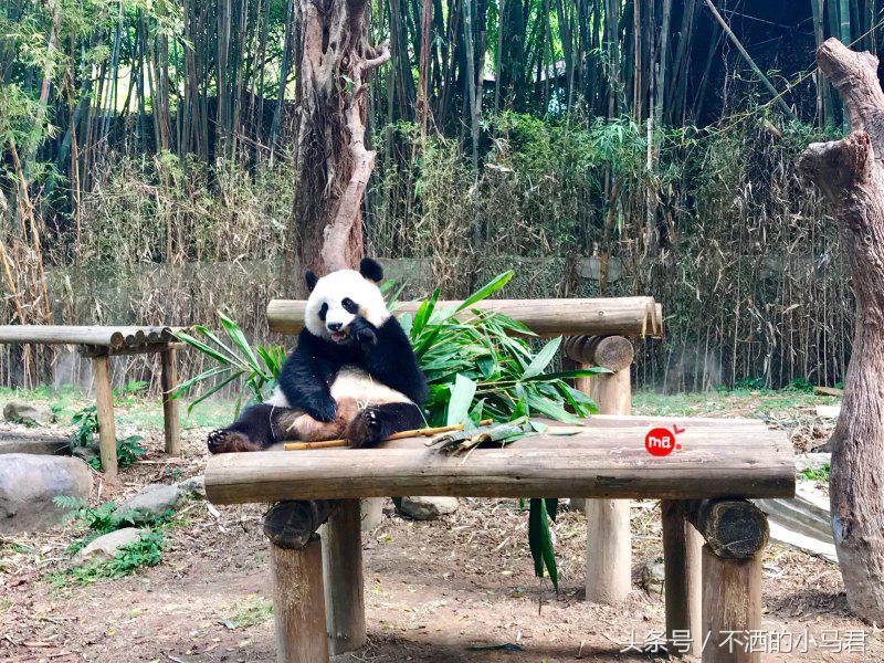长隆野生动物园3天2晚亲子游,广州长隆野生动物园亲子游攻略