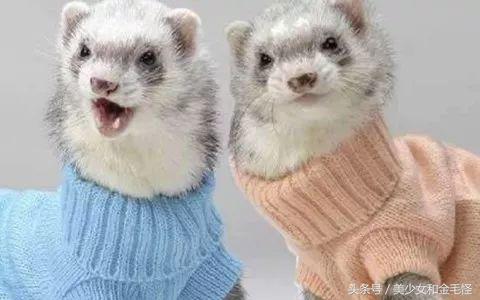 雪貂宝宝,雪貂和猫一起养