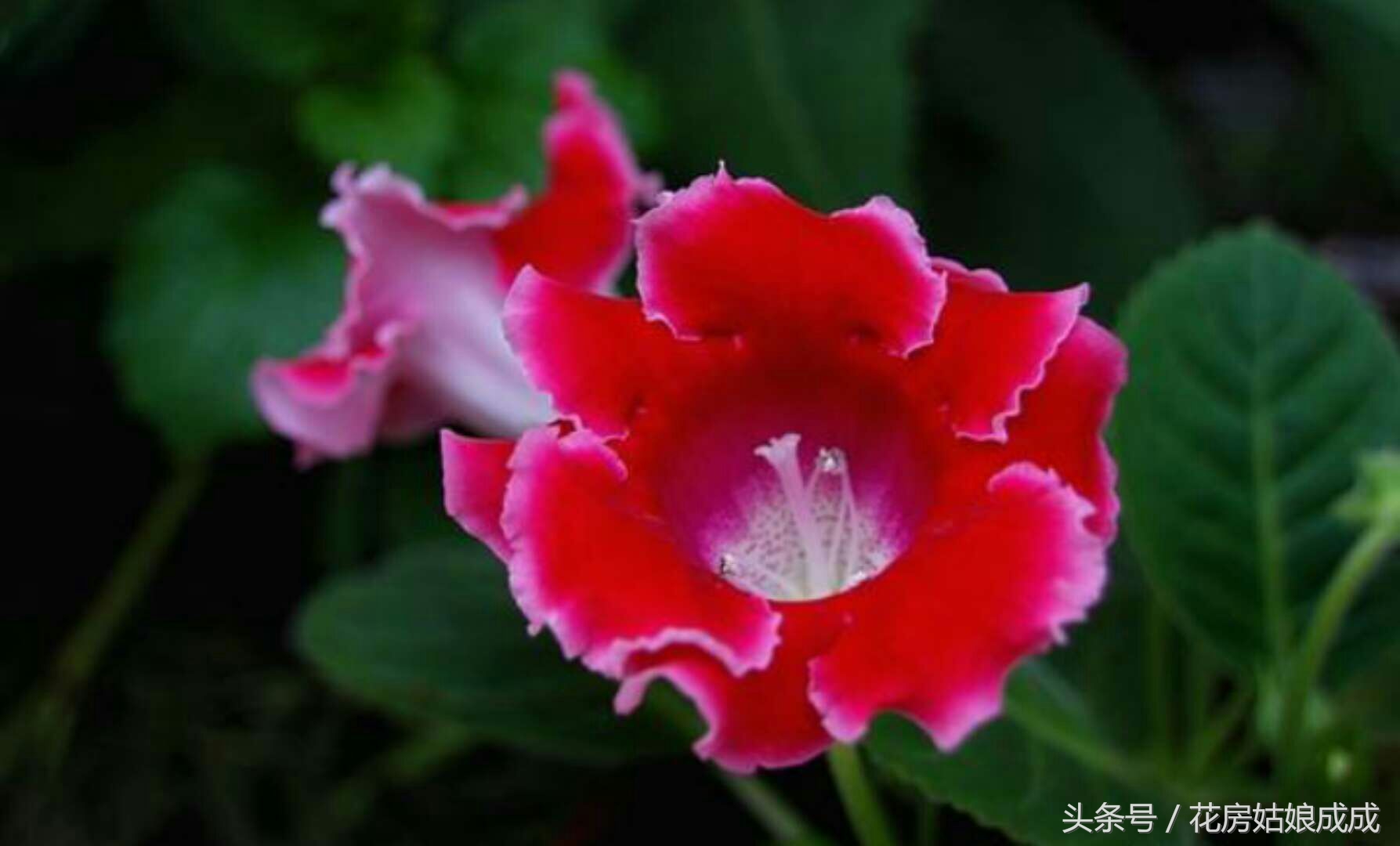 养花秘诀书籍,养花秘籍常换常新