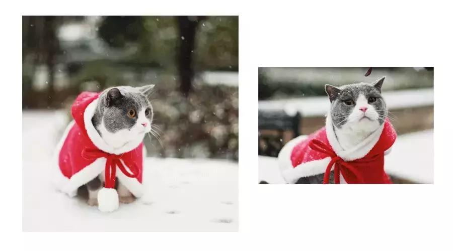 狗和猫的不同点有哪些,狗和猫在雪中的脚印有什么区别