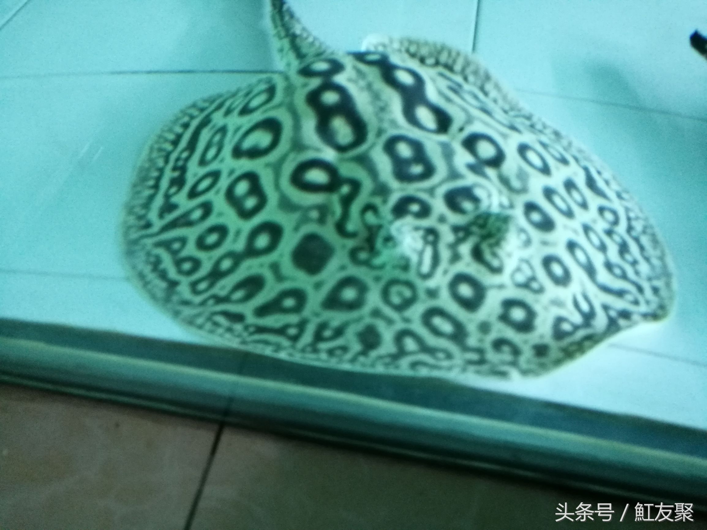 魟鱼翘嘴,魟鱼饲养技术优酷视频