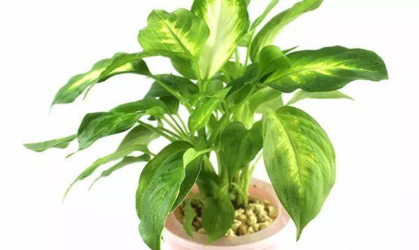 给长辈病人送花送什么花,给长辈送花适合送什么花