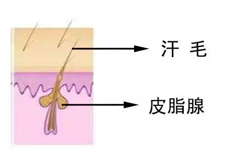 收缩毛孔的方法真的管用吗,收缩毛孔的效果都非常明显