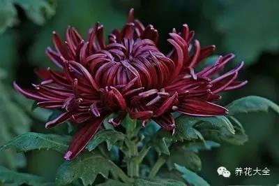 自然界中仅有的八种黑色的花,23种黑色花图片