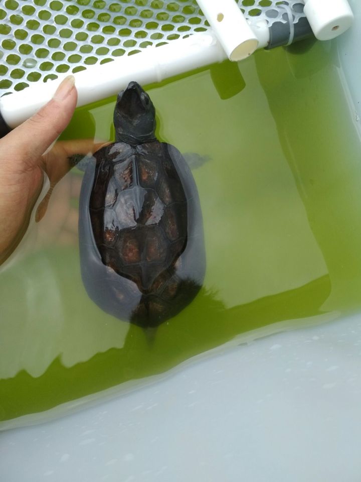 绿水养龟的方法和注意事项,养龟神器绿水怎么养