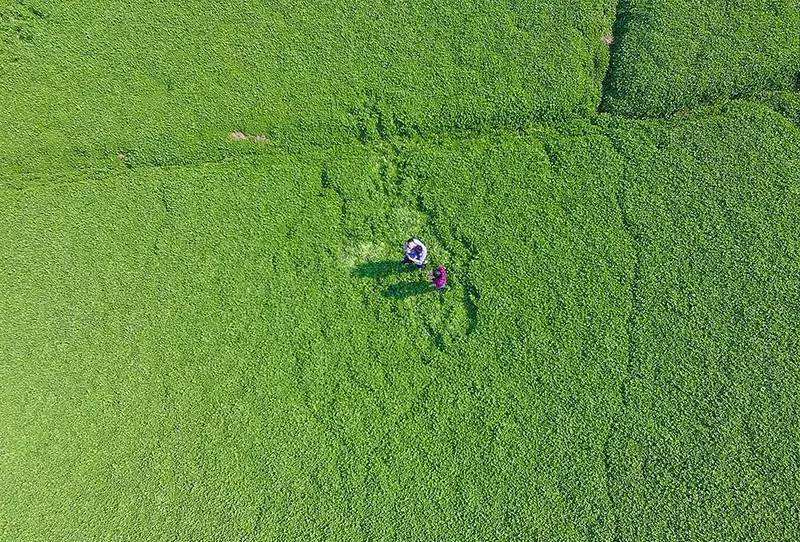 娃儿子不着家娘亲学了种三叶草攻略