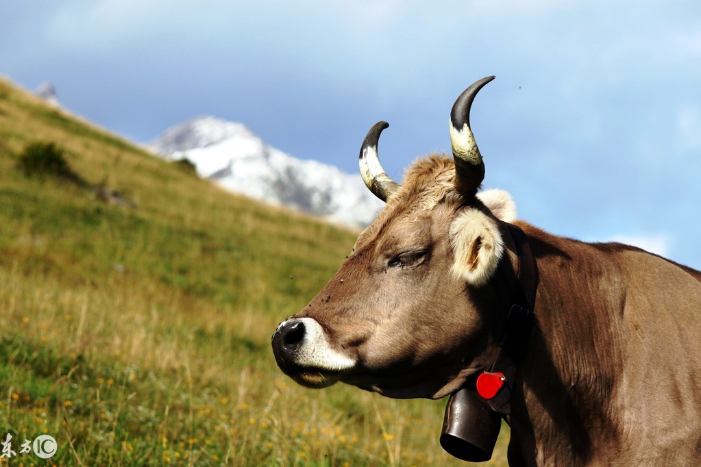 实力最强的进口婴幼儿配方奶粉,中国婴儿配方奶粉进口
