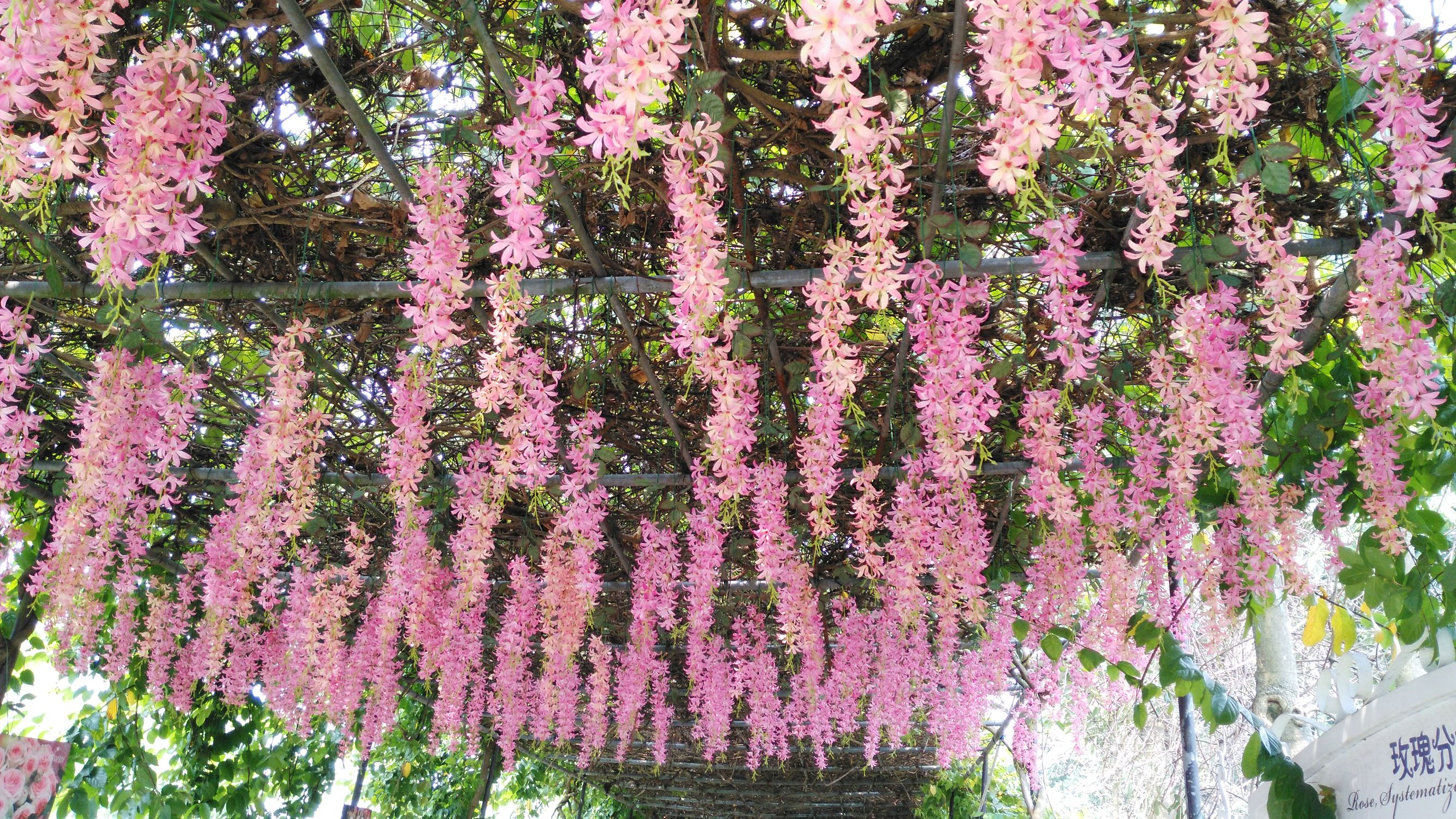 从化宝趣玫瑰世界,广州从化宝趣玫瑰基地