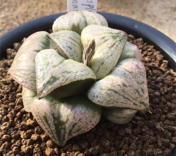 多肉水泡海豹老桩状态,库伯与海豹的区别