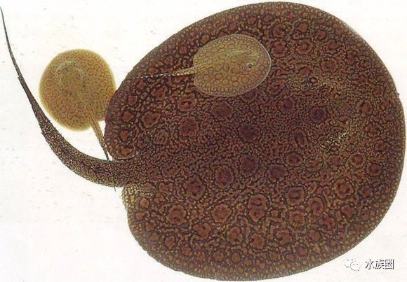 魟鱼养殖技术视频大全,魟鱼饲养入门