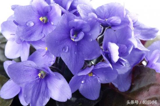 常见花的花语大全简单常见,常见花语大全50种花的花语