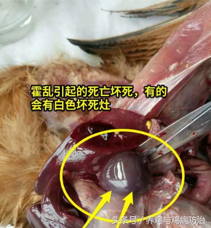 养鸡常见病顺口溜,高温高湿天养鸡常见病