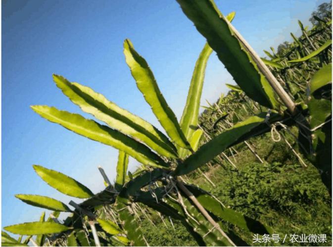 火龙果长芽是怎么回事,火龙果长芽了怎么回事