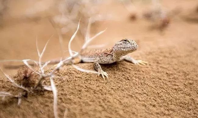 尊重与爱｜2018腾格里沙漠角色互换亲子冬令营