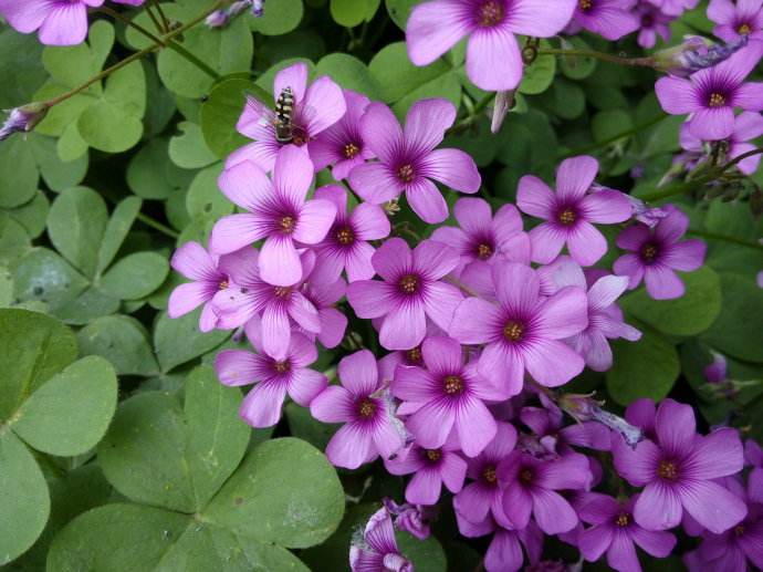 娃儿子不着家娘亲学了种三叶草攻略