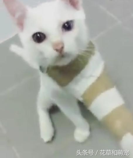 猫咪受伤了猫咪来安慰,猫咪骨折怎么帮助小猫缓解疼痛