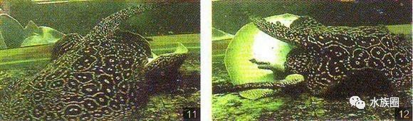 魟鱼养殖技术视频大全,魟鱼饲养入门