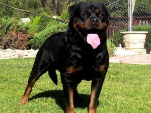 忠心护主不咬人的狗有哪些品种,忠心护主的狗完整视频