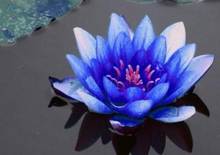 白莲花黑化以后全文,前期白莲花后期黑化