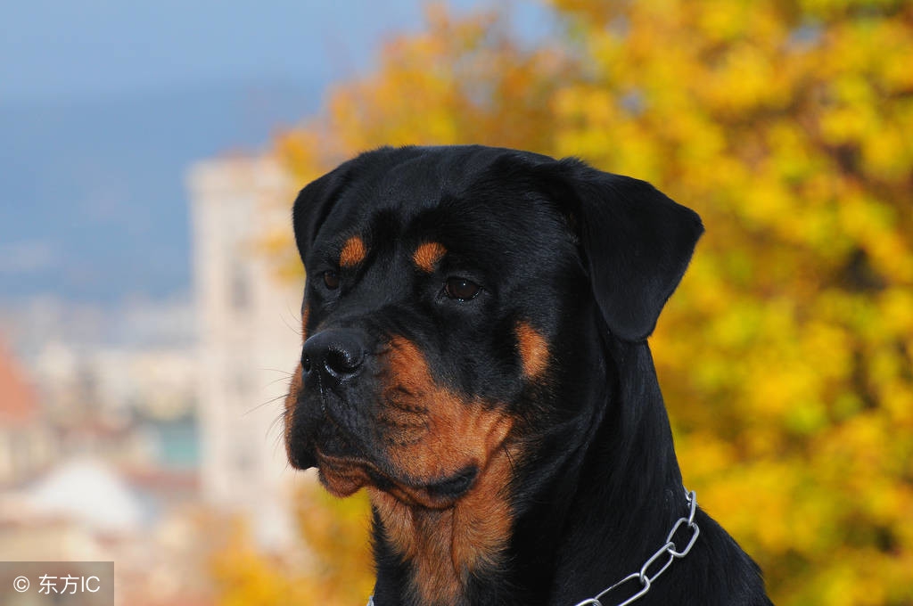 忠心护主不咬人的狗有哪些品种,忠心护主的狗完整视频