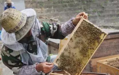 养蜂人揭秘中蜂,30年养蜂人教你如何辨别真假蜂蜜