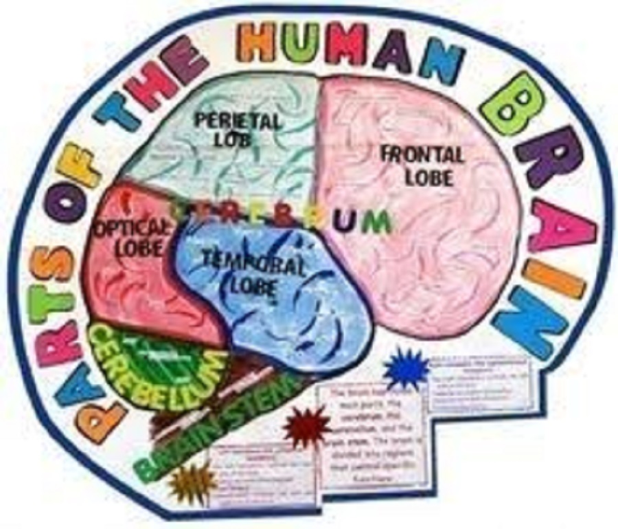 被手抄报搞疯的孩子,手抄报能做出什么样子