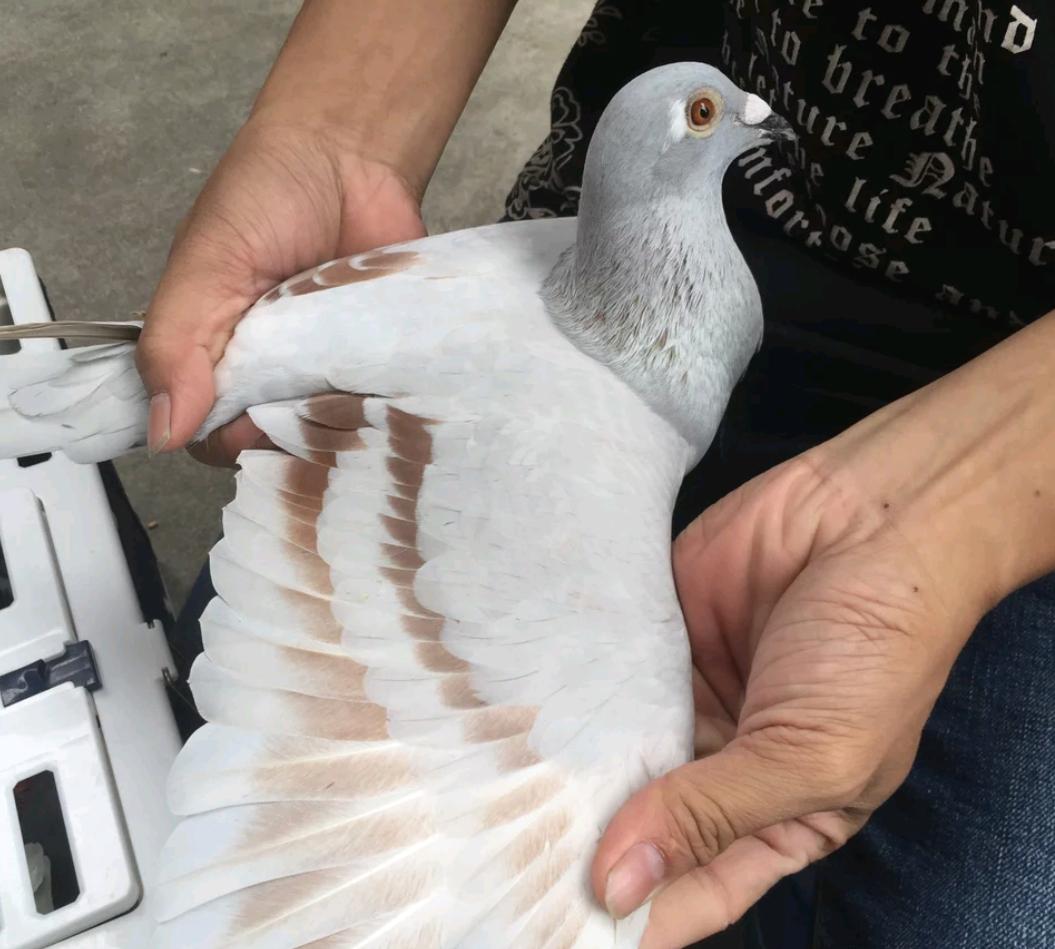 如何让鸽子飞到手上,怎么训练小鸽子在手上吃食