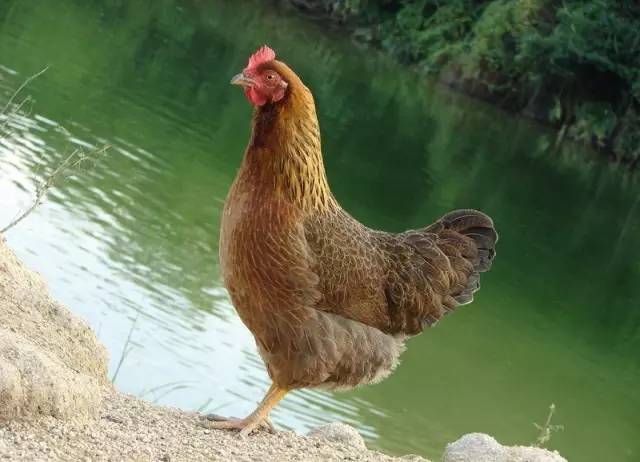 正宗清远连州水晶梨,广东清远连州的水晶梨