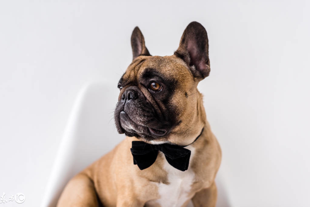 狗一般都花多少钱,买狗狗到底要花多少钱