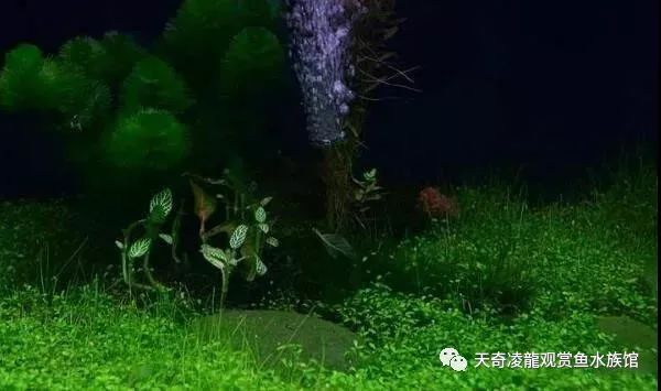 草缸龙鱼,龙鱼裸缸好还是草缸好