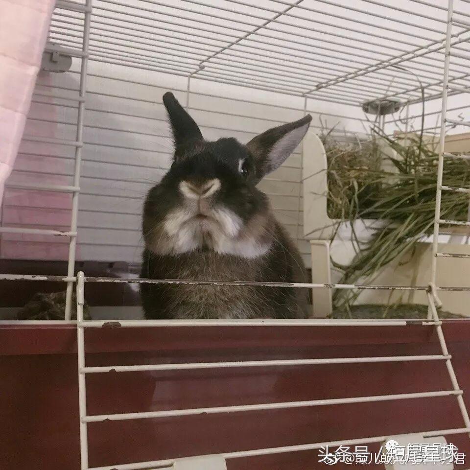 兔笼子哪一款最好,兔兔适合什么兔笼