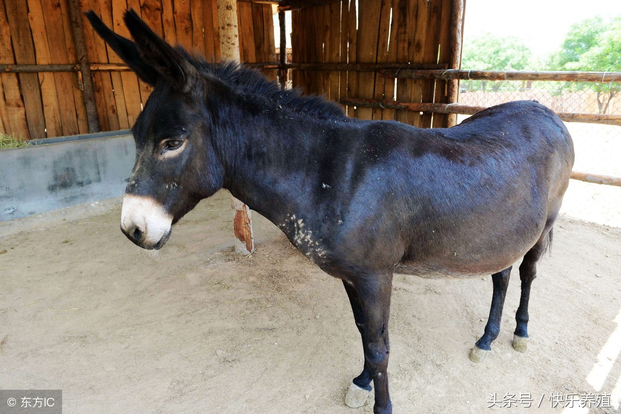 养驴怎样,养驴的正确方法和技巧