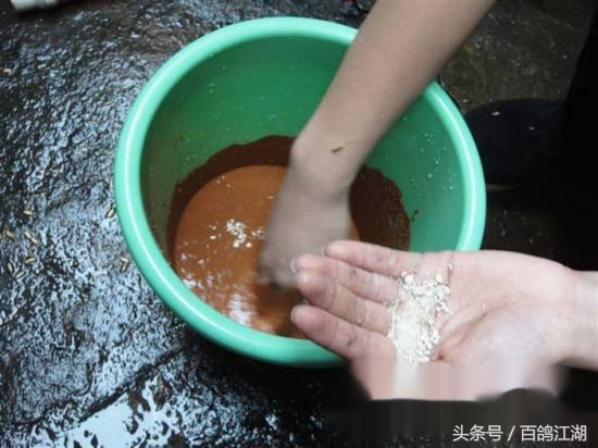 幼鸽鸽粮最佳配方大全,如何制作小鸽子喂鸽粮的东西