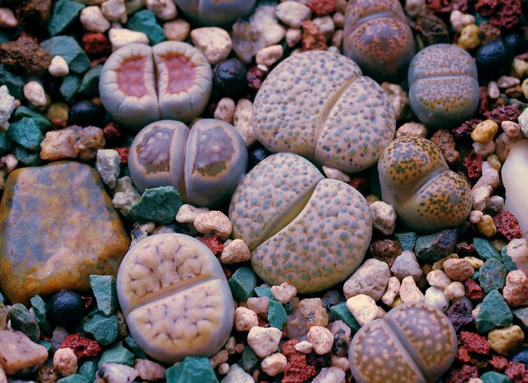 生石花表面皱了怎么办,生石花皱了怎么办呢