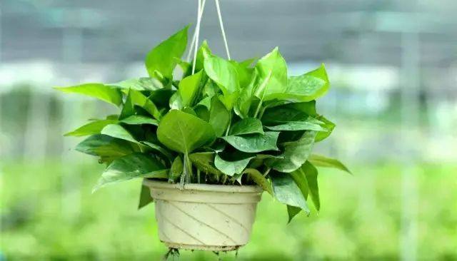 绿萝怎么养才能让绿萝更旺盛,怎样养绿萝才能让绿萝长得更快