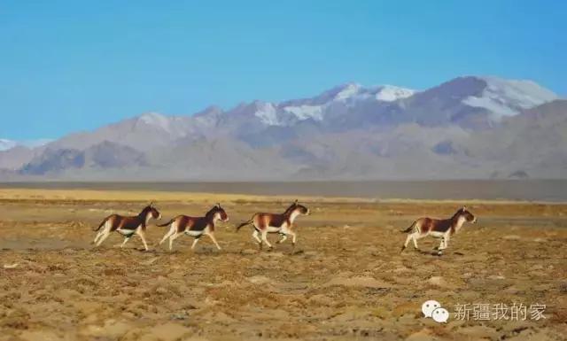 面积是全国最大县，农民收入直逼上海，说的就是*疆新**这个县