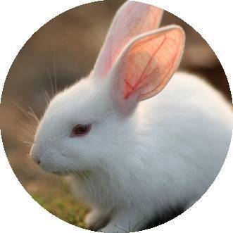 十二生肖提升运气和财运的方法,十二生肖接福接财运