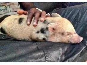 卡门的杂货铺|牵着大象去逛街，图说体坛明星的宠物情缘