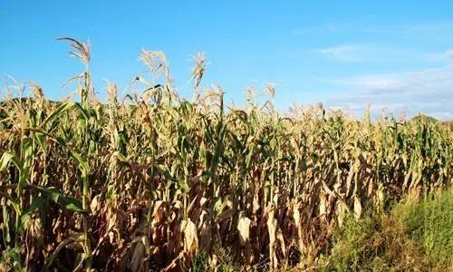 抗病抗虫抗倒伏十大玉米品种,黄淮最耐涝的玉米品种有哪些