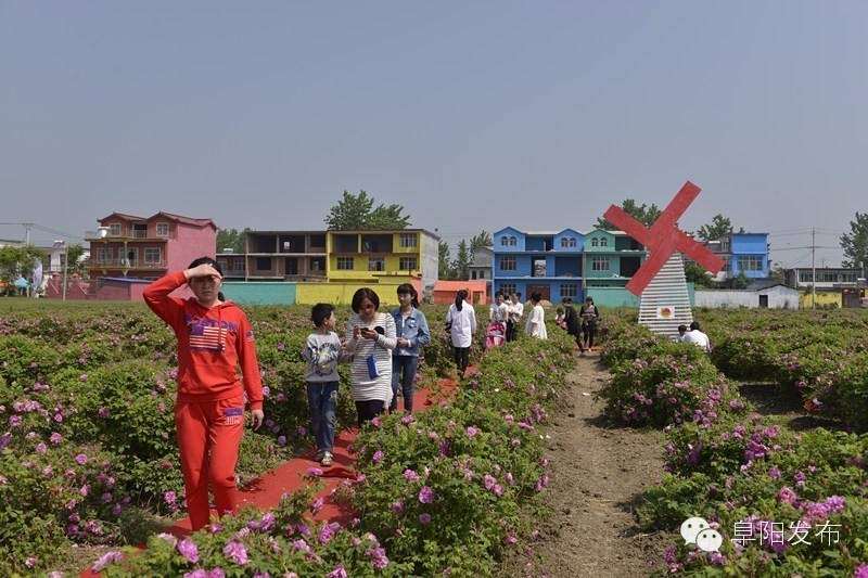 界首有个*瑰园玫**,美爆了!没去别后悔~