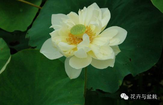 睡莲荷花碗莲水培植物,睡莲荷花的养殖方法和技巧