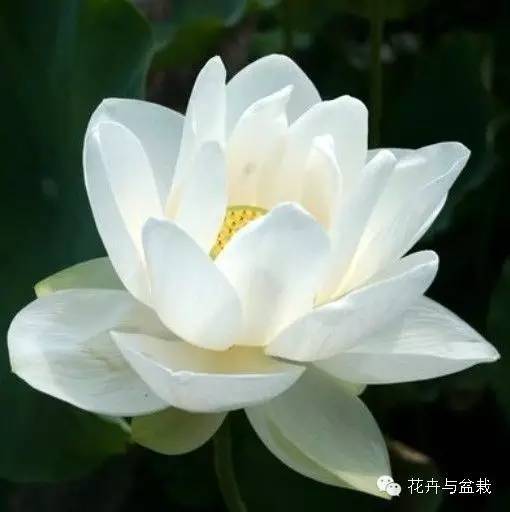 碗莲睡莲荷花种子区别,碗莲荷花睡莲图片