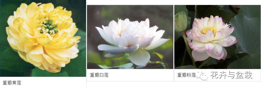 碗莲睡莲荷花种子区别,碗莲荷花睡莲图片