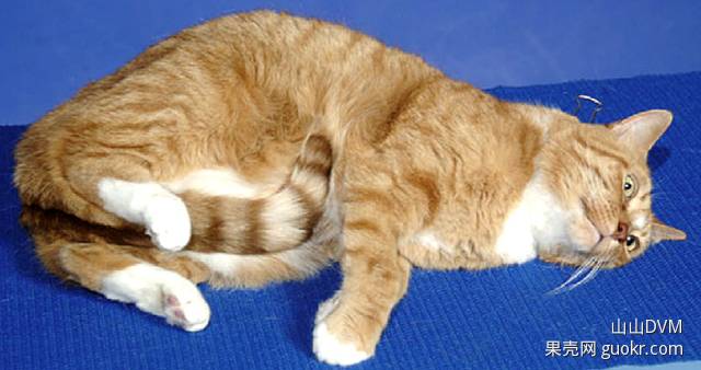 夹猫脖子=点穴？没那么简单！